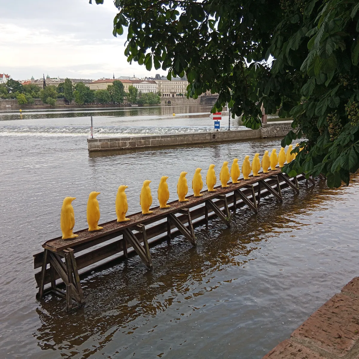 Żółte pingwiny na Wełtawie - Praga, Czechy
