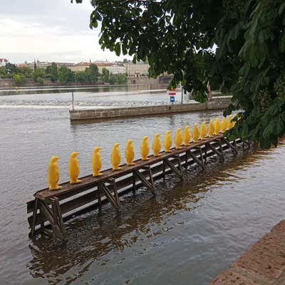 Żółte pingwiny na Wełtawie - Praga, Czechy